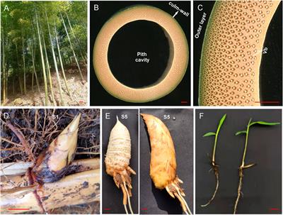 The miR166–mRNA network regulates vascular tissue differentiation in Moso bamboo